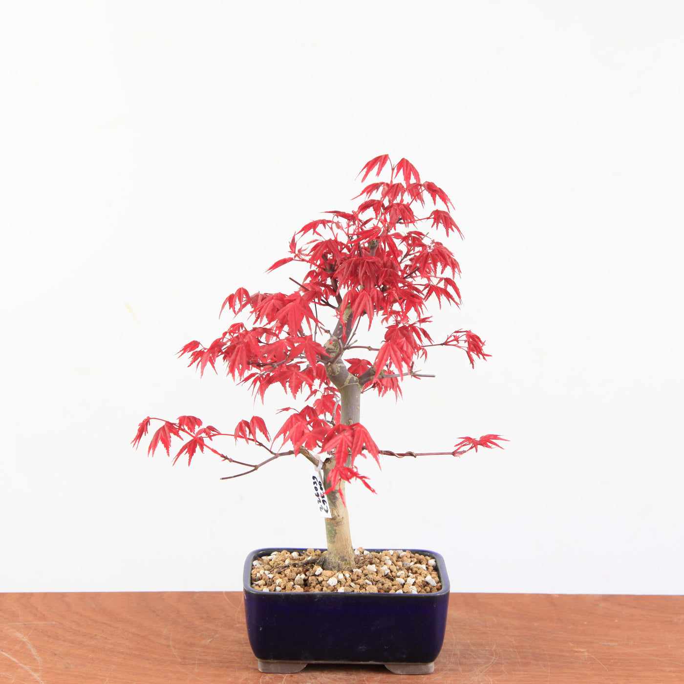 Bonsai Acer Palmatum Deshojo