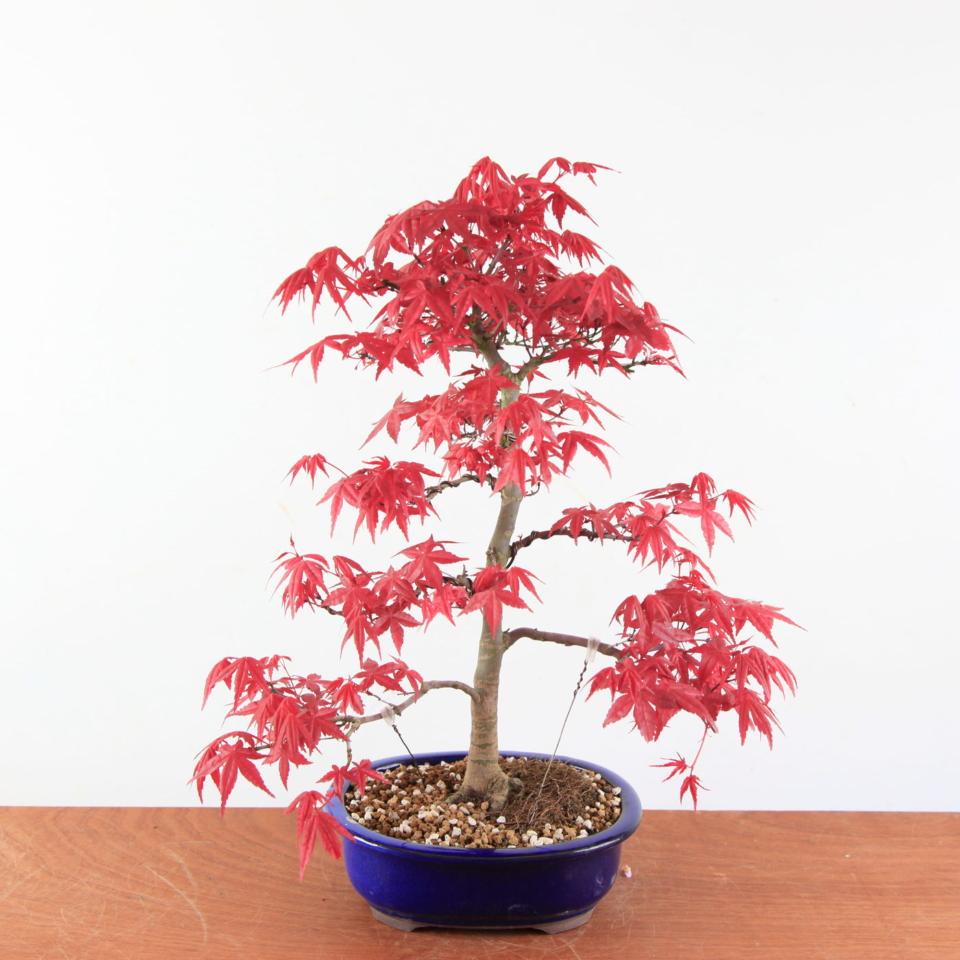 Bonsai Acer palmatum Deshojo
