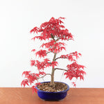 Bonsai Acer palmatum Deshojo