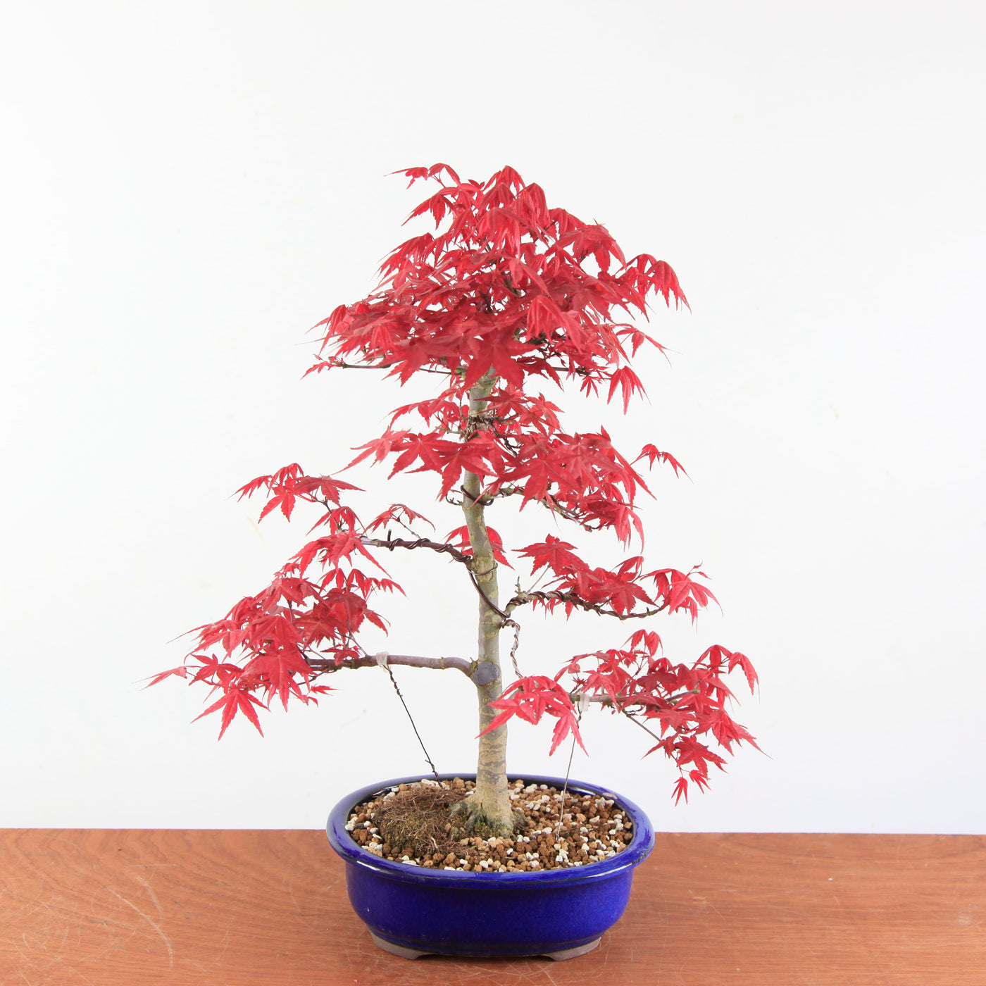 Bonsai Acer palmatum Deshojo