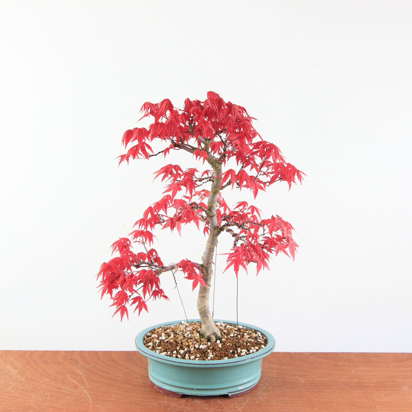 Bonsai Acer palmatum Deshojo