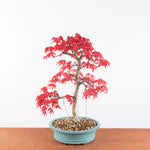 Bonsai Acer palmatum Deshojo