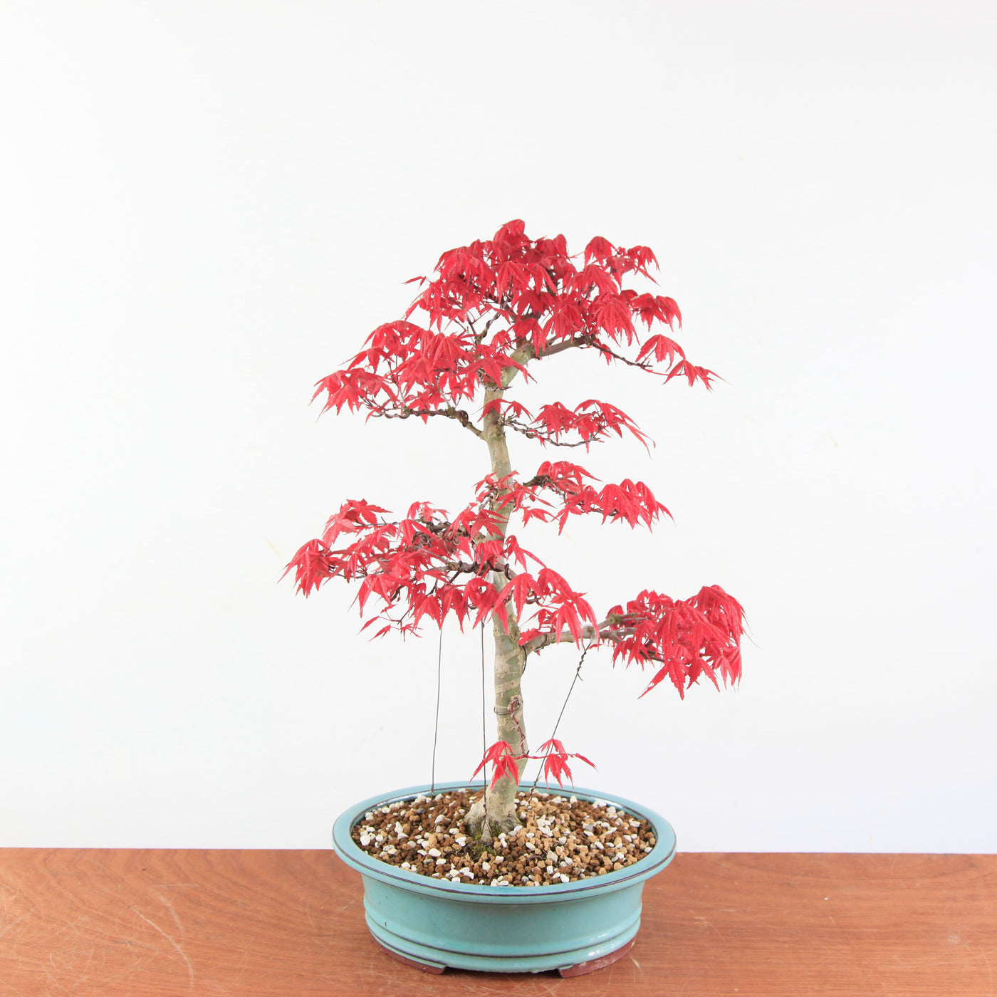 Bonsai Acer palmatum Deshojo