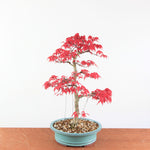 Bonsai Acer palmatum Deshojo