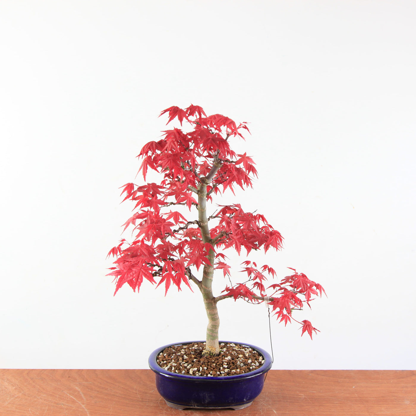 Bonsai Acer palmatum Deshojo