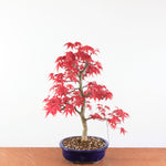 Bonsai Acer palmatum Deshojo