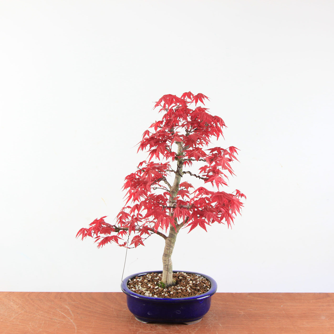 Bonsai Acer palmatum Deshojo