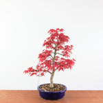 Bonsai Acer palmatum Deshojo