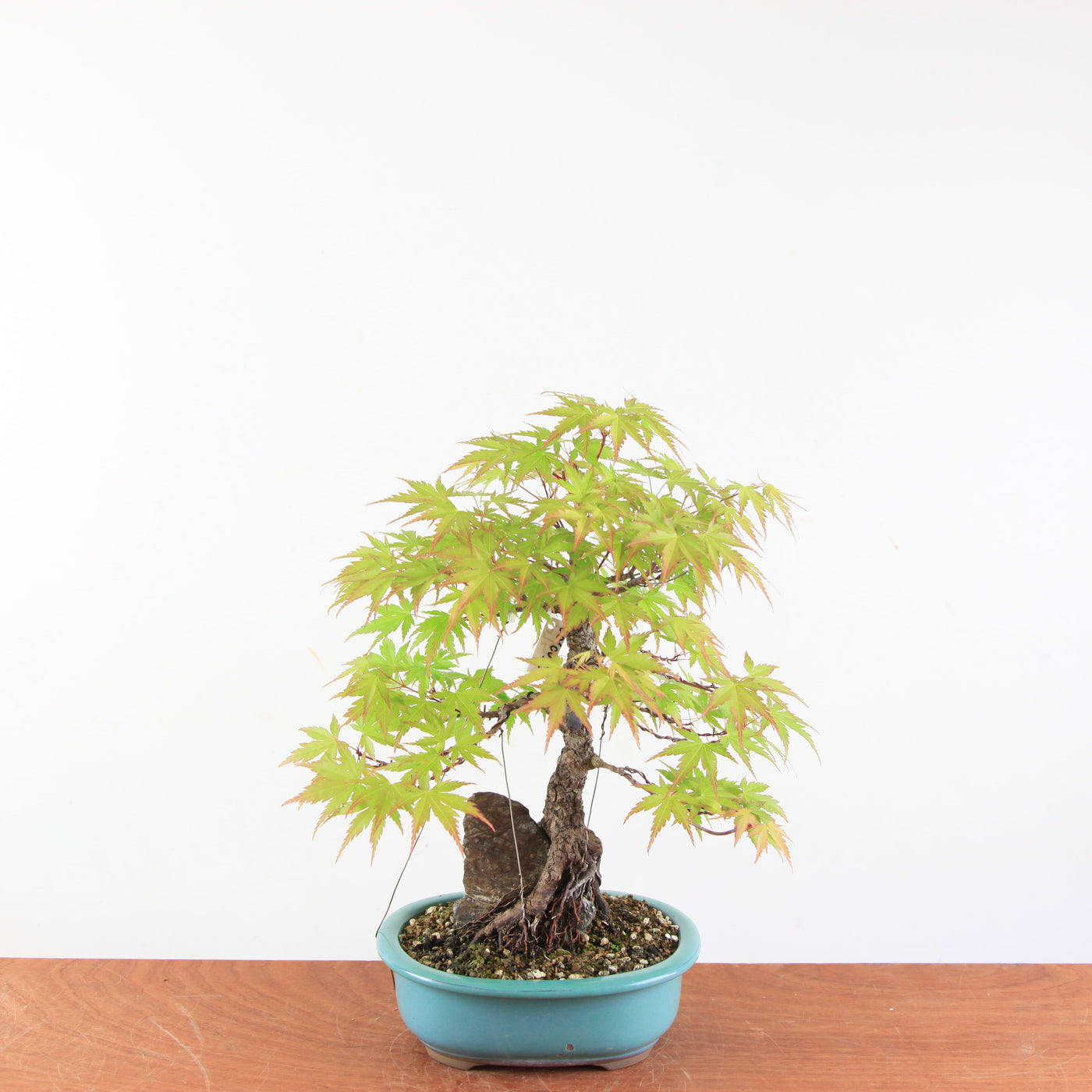 Bonsai Acer Palmatum 'Arakawa'