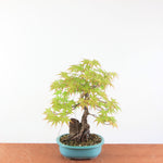 Bonsai Acer Palmatum 'Arakawa'