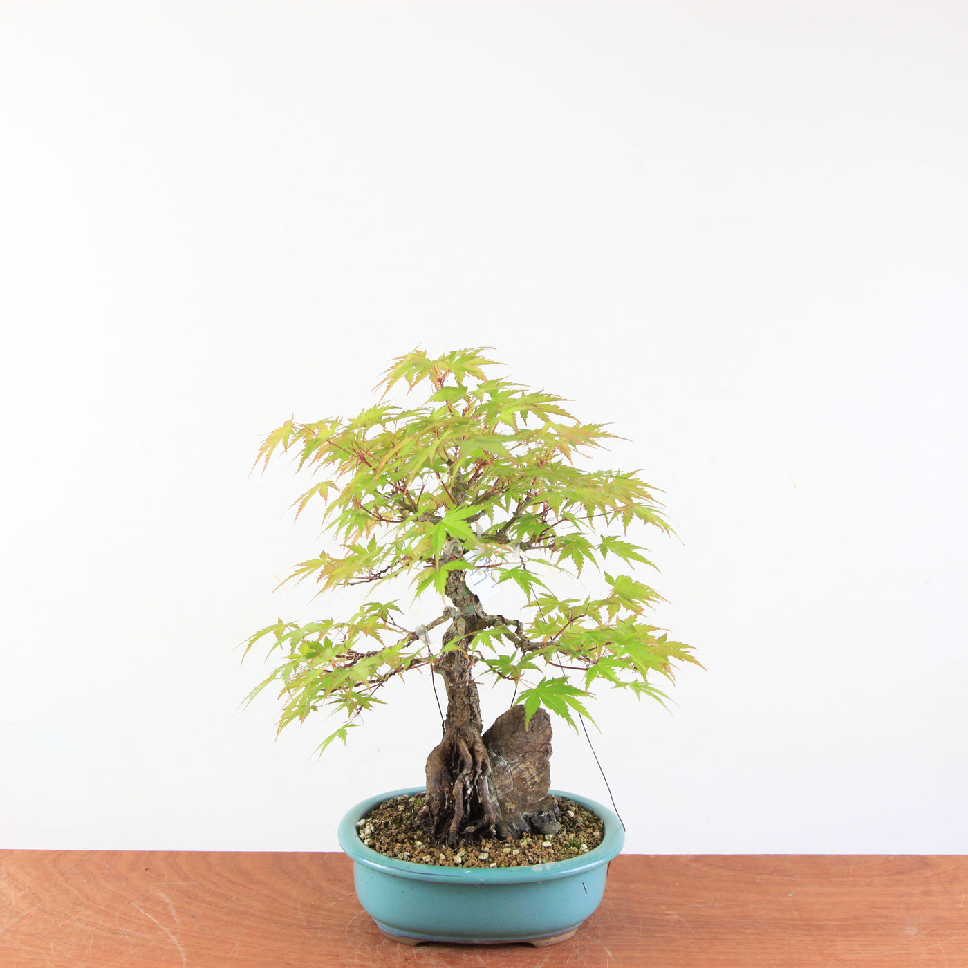 Bonsai Acer Palmatum 'Arakawa'