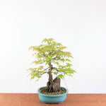 Bonsai Acer Palmatum 'Arakawa'