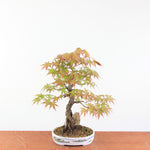 Bonsai Acer Palmatum 'Arakawa'