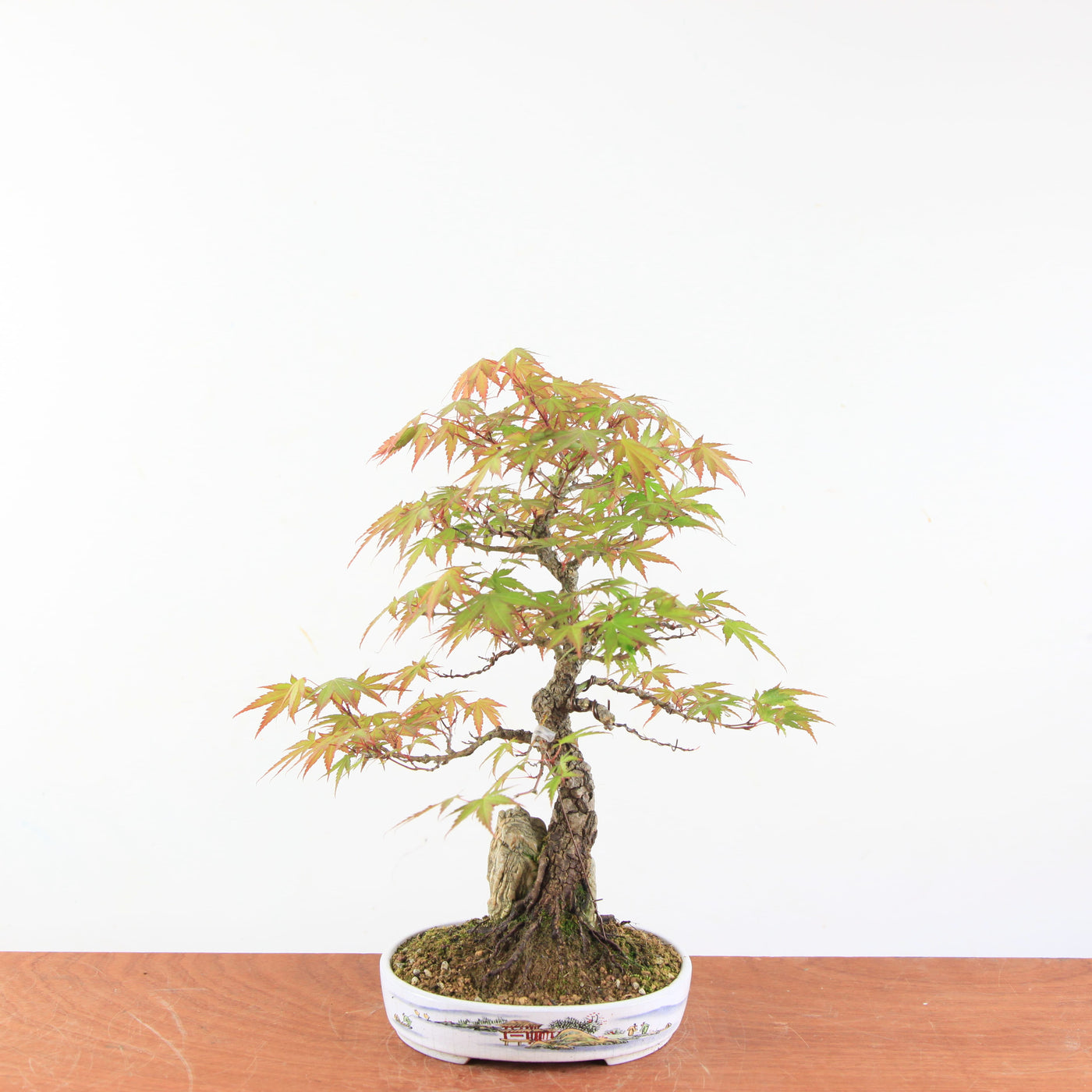 Bonsai Acer Palmatum 'Arakawa'