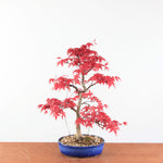 Bonsai Acer palmatum Deshojo