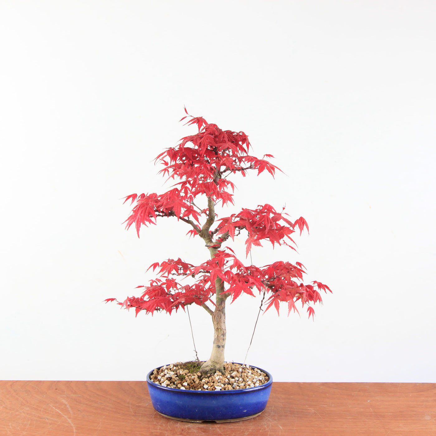 Bonsai Acer palmatum Deshojo