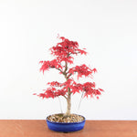 Bonsai Acer palmatum Deshojo