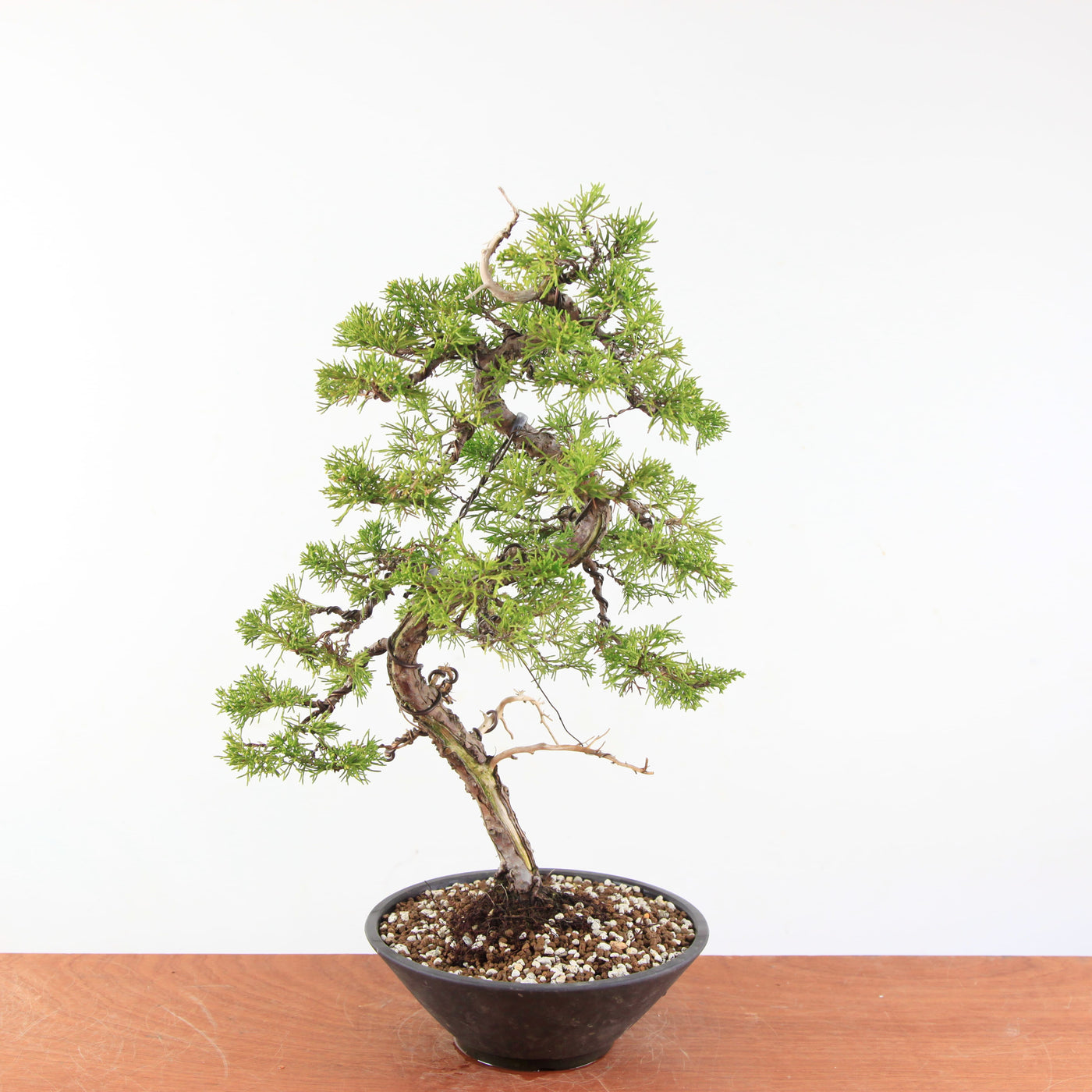 Bonsai Juniperus Chinensis - Itoigawa