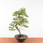 Bonsai Juniperus Chinensis - Itoigawa
