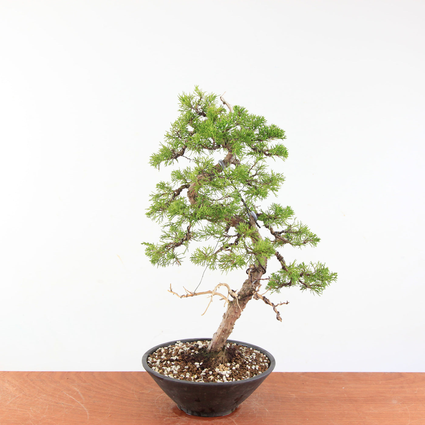 Bonsai Juniperus Chinensis - Itoigawa