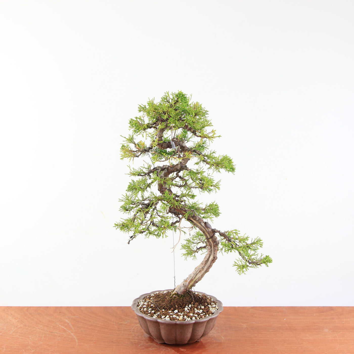 Bonsai Juniperus Chinensis - Itoigawa