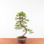 Bonsai Juniperus Chinensis - Itoigawa