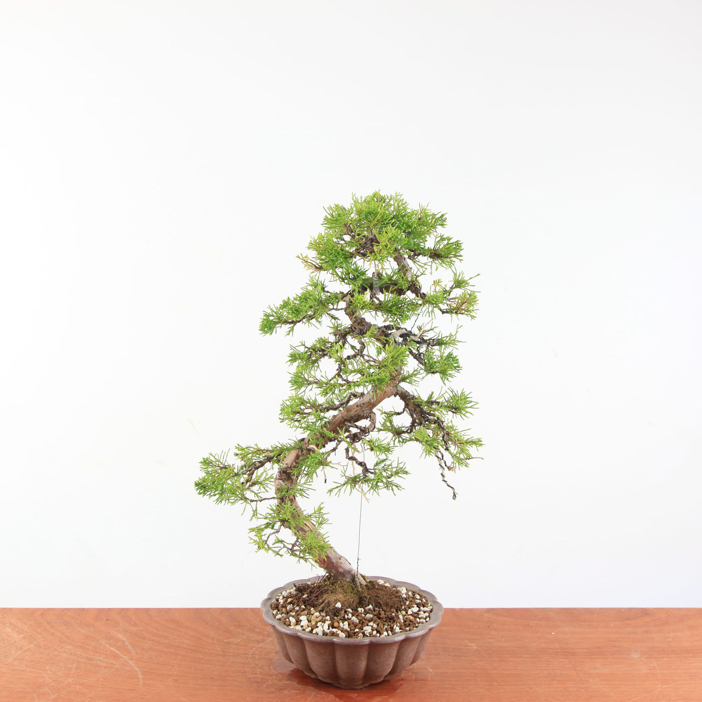 Bonsai Juniperus Chinensis - Itoigawa