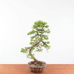 Bonsai Juniperus Chinensis - Itoigawa