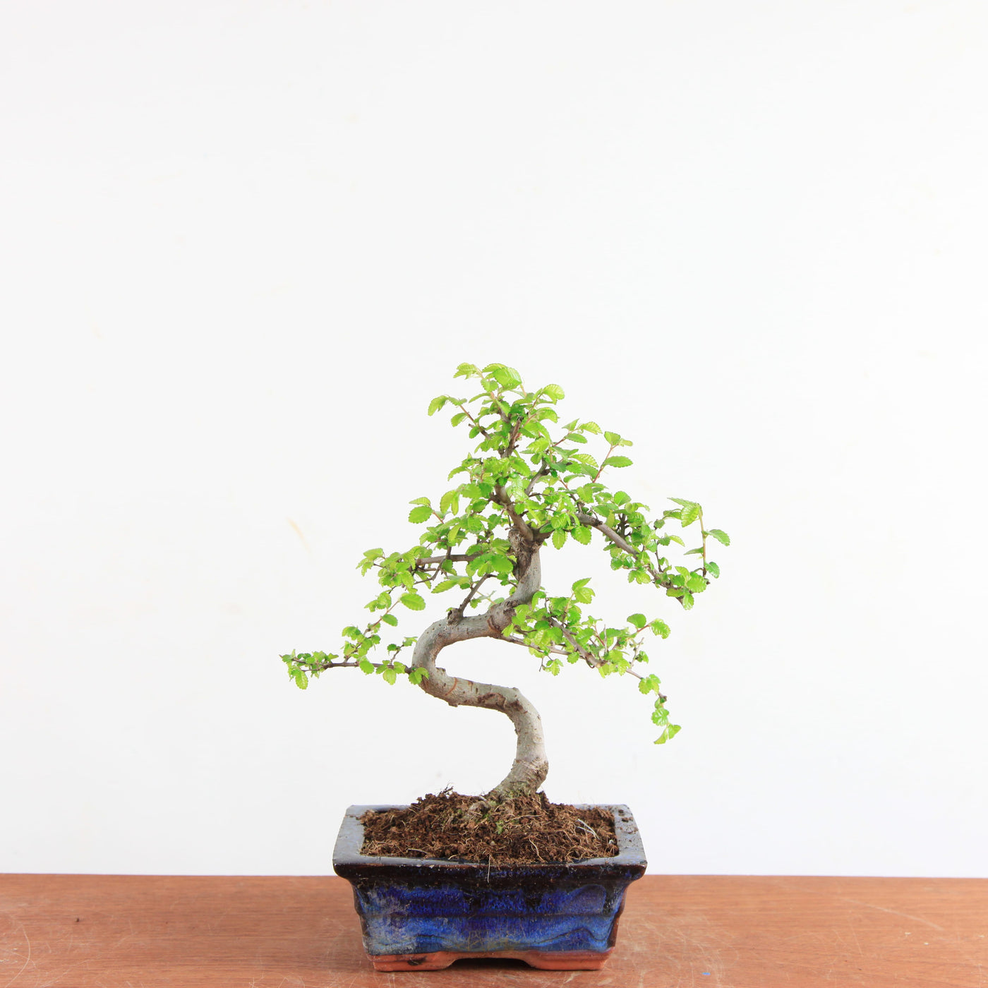 Bonsai Ulmus Parvifolia - Chinese Iep