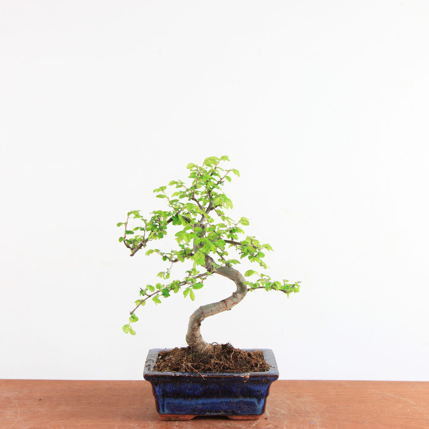 Bonsai Ulmus Parvifolia - Chinese Iep