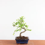 Bonsai Ulmus Parvifolia - Chinese Iep