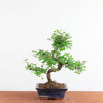 Bonsai Ulmus Parvifolia - Chinese Iep