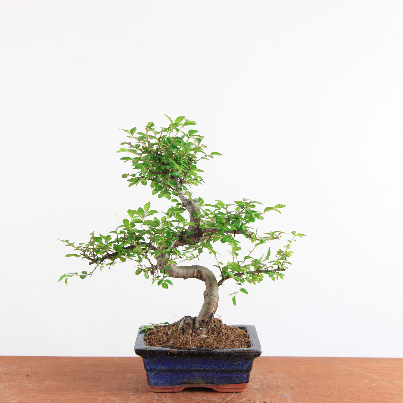 Bonsai Ulmus Parvifolia - Chinese Iep