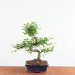 Bonsai Ulmus Parvifolia - Chinese Iep