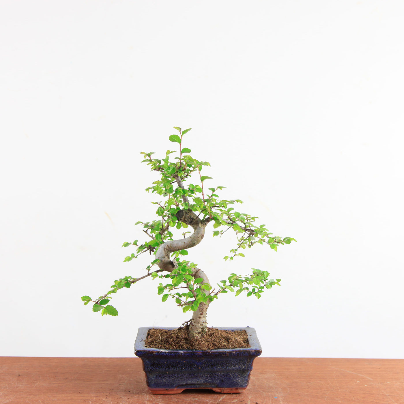 Bonsai Ulmus Parvifolia - Chinese Iep