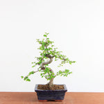 Bonsai Ulmus Parvifolia - Chinese Iep
