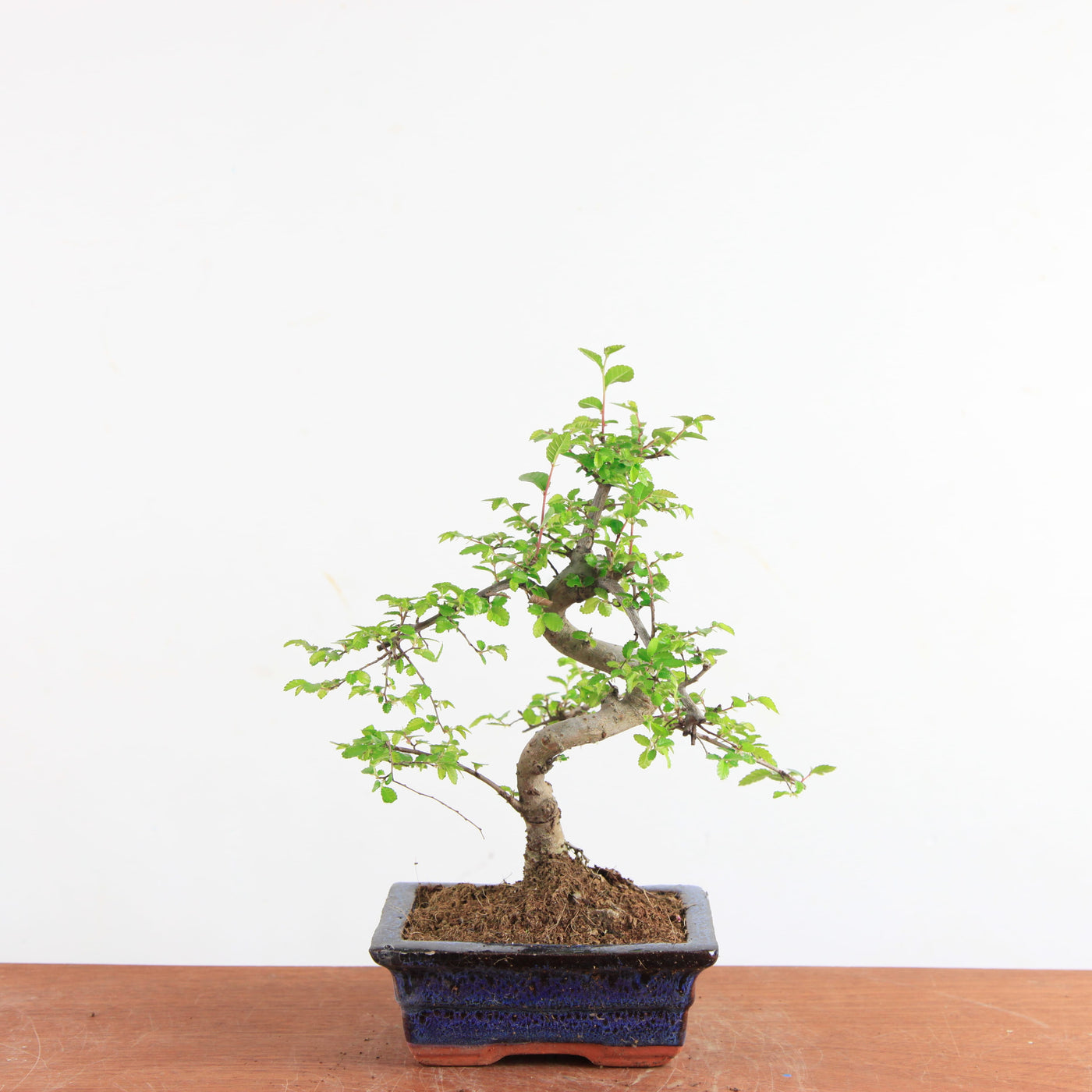 Bonsai Ulmus Parvifolia - Chinese Iep