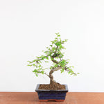 Bonsai Ulmus Parvifolia - Chinese Iep