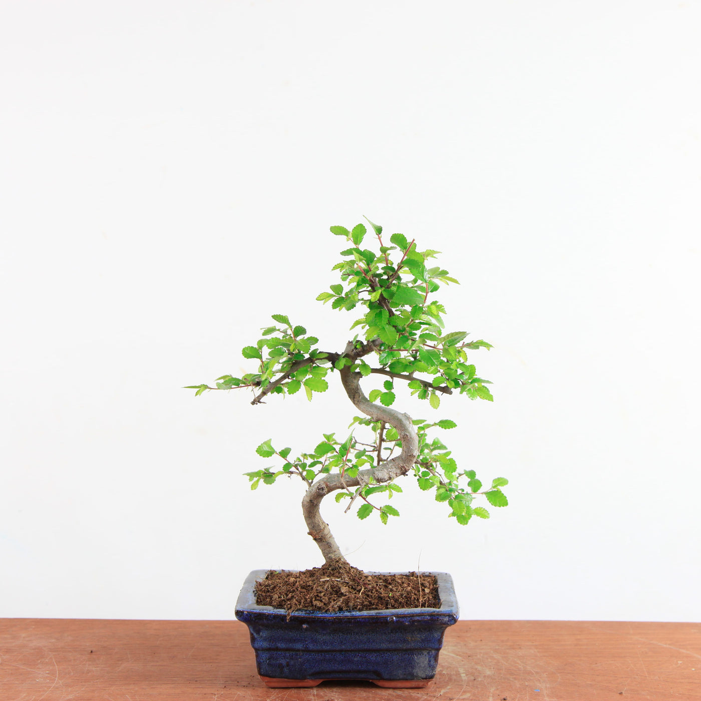 Bonsai Ulmus Parvifolia - Chinese Iep