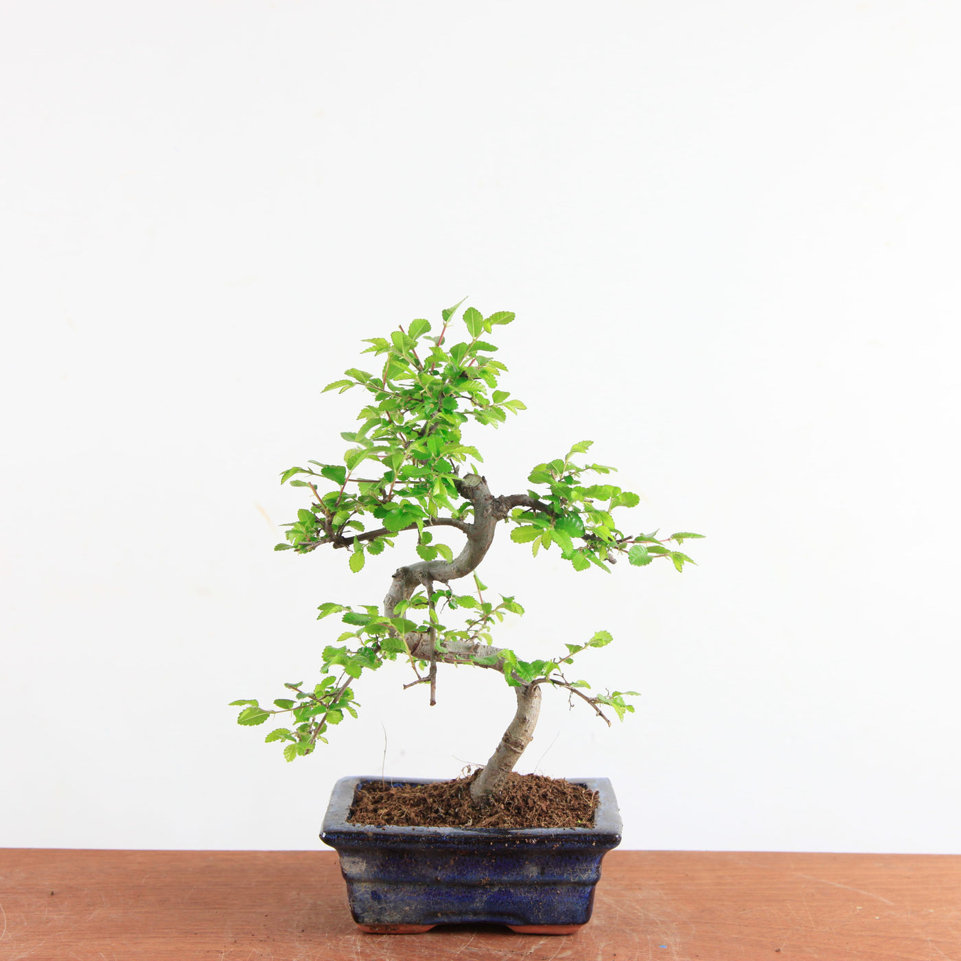 Bonsai Ulmus Parvifolia - Chinese Iep