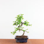 Bonsai Ulmus Parvifolia - Chinese Iep