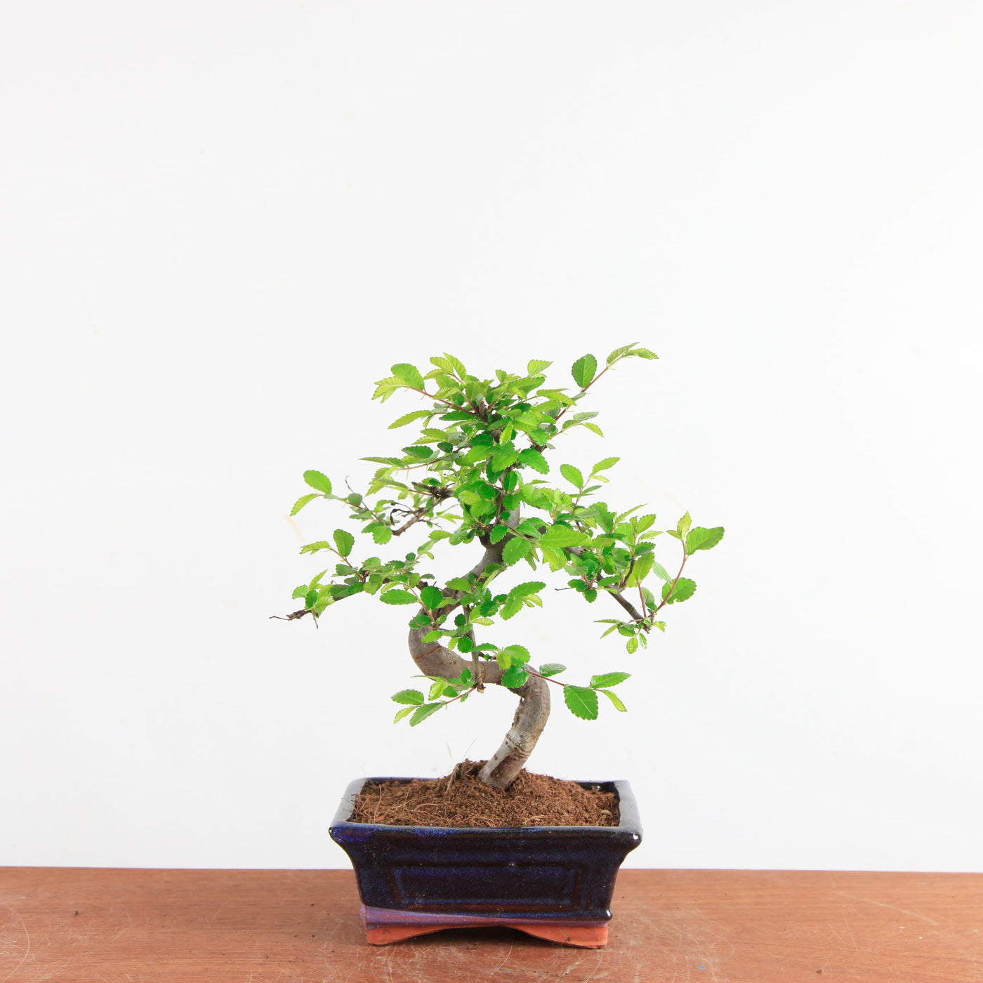 Bonsai Ulmus Parvifolia - Chinese Iep
