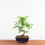 Bonsai Ulmus Parvifolia - Chinese Iep