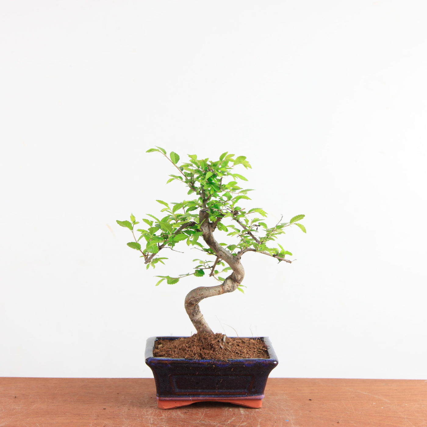 Bonsai Ulmus Parvifolia - Chinese Iep