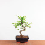Bonsai Ulmus Parvifolia - Chinese Iep