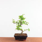 Bonsai Ulmus Parvifolia - Chinese Iep