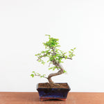 Bonsai Ulmus Parvifolia - Chinese Iep