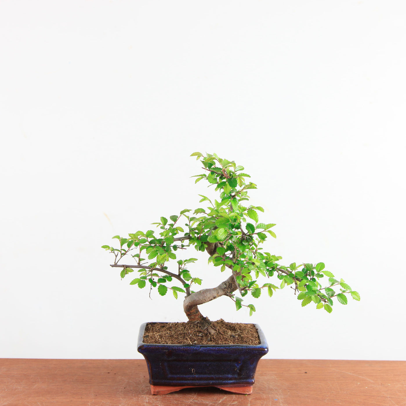 Bonsai Ulmus Parvifolia - Chinese Iep