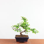 Bonsai Ulmus Parvifolia - Chinese Iep