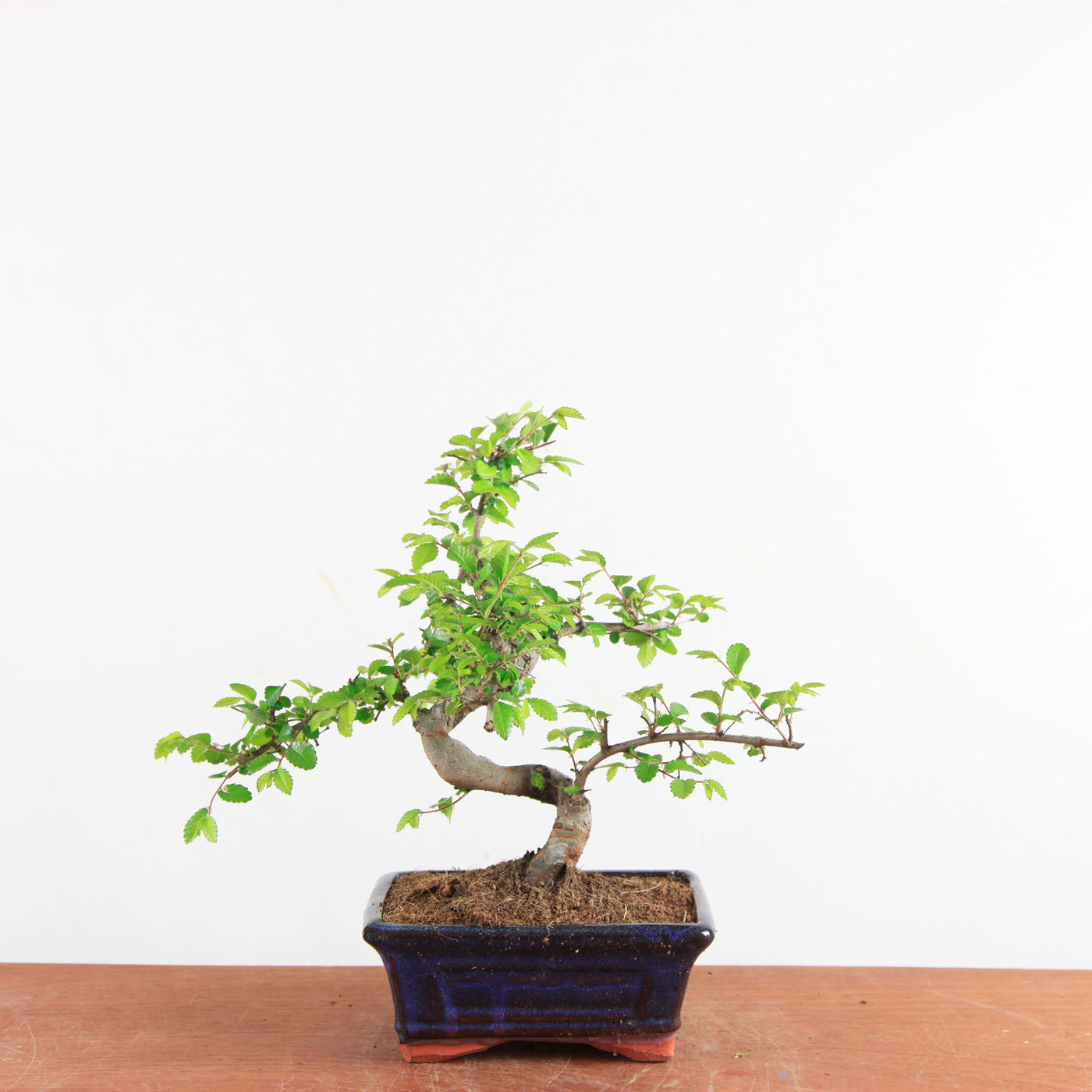 Bonsai Ulmus Parvifolia - Chinese Iep
